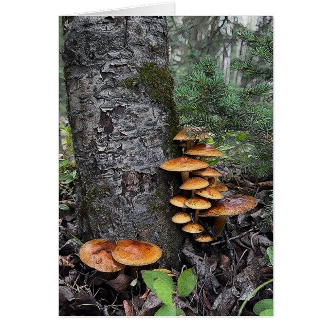 Mushrooms - 5" x 7" Art Card (Front)