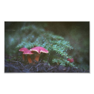 Mushrooms and Hemlock (Print) Photo Print