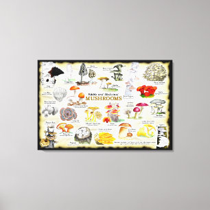 Mushrooms (edible and medicinal) Large Canvas Print
