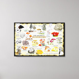 Mushrooms (edible and medicinal) Large Canvas Print