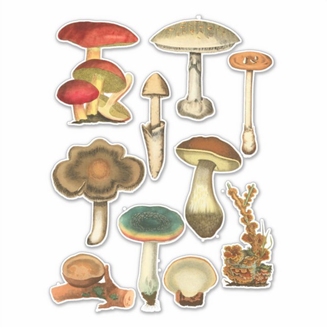 Mushrooms Fungi Plants Botanical Garden art (Front)