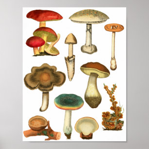 Mushrooms Fungi Plants Nature Botanicals art  Poster