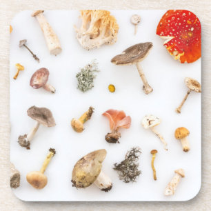 Mushrooms Fungus Coaster