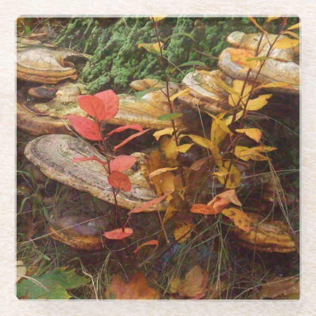 Mushrooms Glass Coaster (Front)
