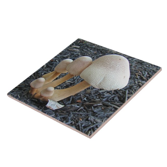 Mushrooms in Mulch - Leucoagaricus americanus Ceramic Tile (Side)