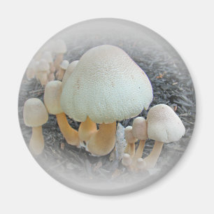 Mushrooms in Mulch - Leucoagaricus americanus Magnet