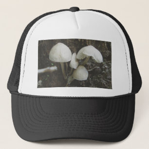 Mushrooms in Stump Hat