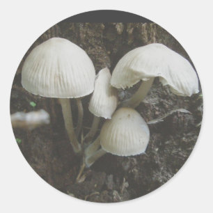 Mushrooms in Stump Stickers