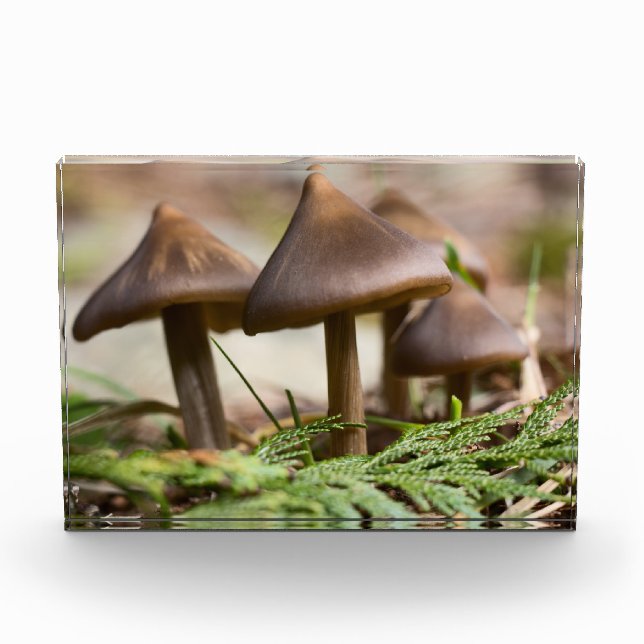 Mushrooms in the Forest  Photo Block (Front)