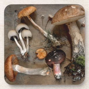 Mushrooms  Love Fungi Coaster