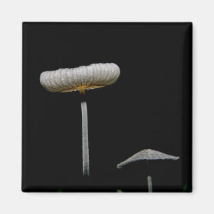 Mushrooms Magnet