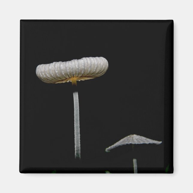 Mushrooms Magnet (Front)