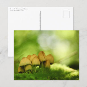 Mushrooms Nature Photo Postcard