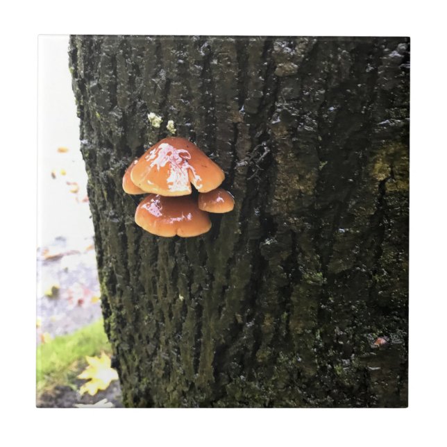 Mushrooms on a Tree, Oregon Ceramic Tile (Front)