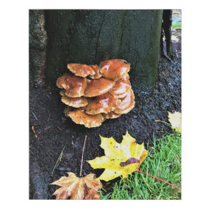 Mushrooms on a Tree, Oregon Faux Canvas Print