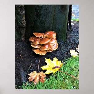 Mushrooms on a Tree, Oregon Poster