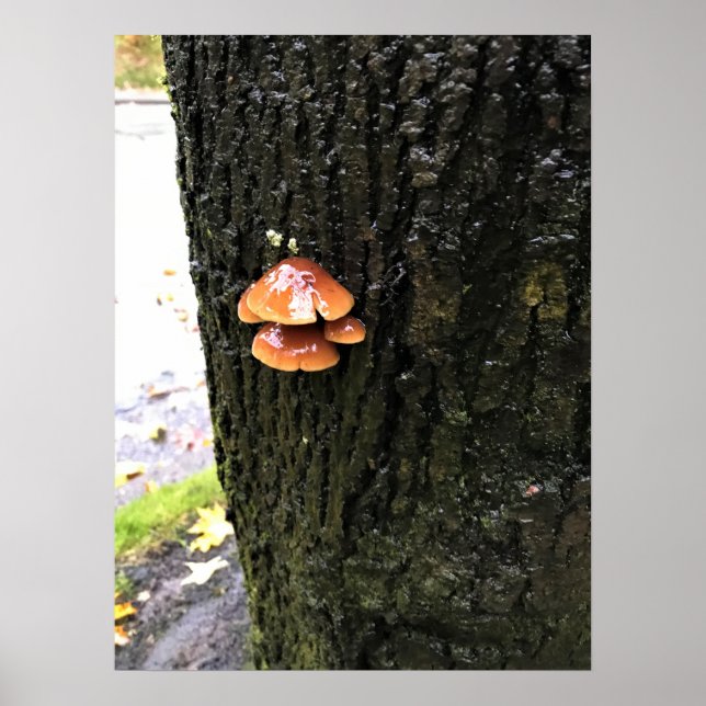 Mushrooms on a Tree, Oregon Poster (Front)