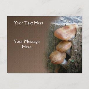 Mushrooms On Stump Nature Postcard