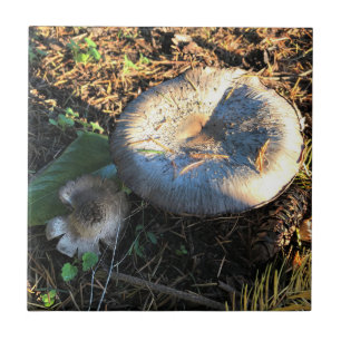 Mushrooms, Oregon Ceramic Tile