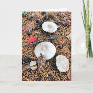 Mushrooms & Pine Cones Card