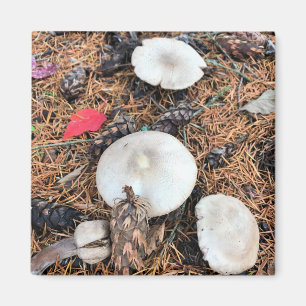 Mushrooms & Pine Cones Magnet