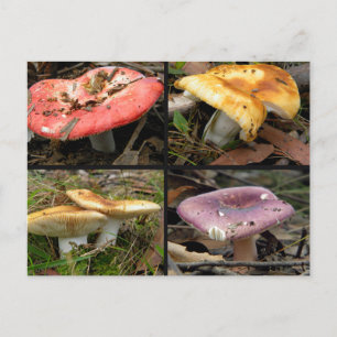 Mushrooms Postcard