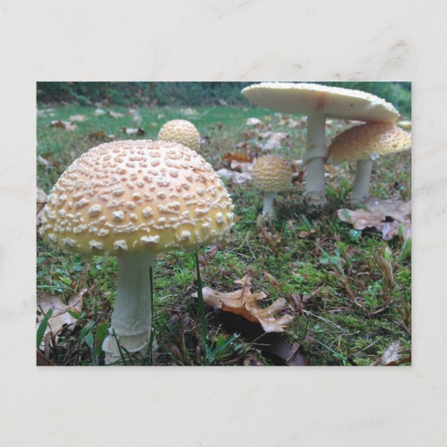 mushrooms postcard (Front)