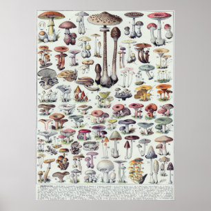 Mushrooms Poster