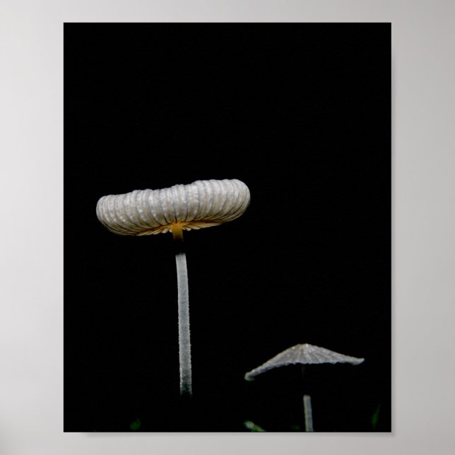 Mushrooms  poster (Front)