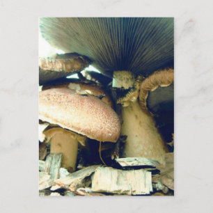 Mushrooms Underneath Photos Postcard