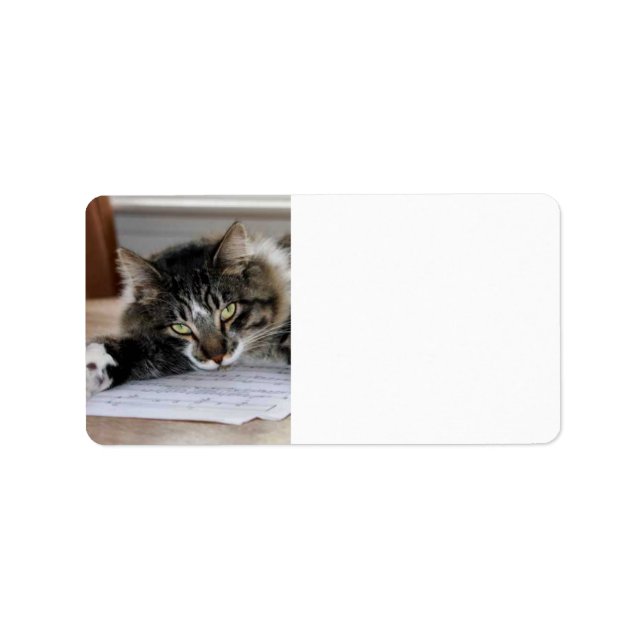 Musical Cat Address Labels (Front)