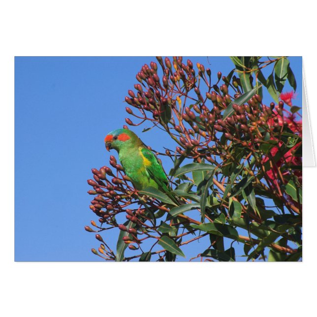 Musk Lorikeet (Front Horizontal)