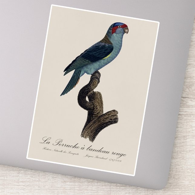 Musk Lorikeet, Trichoglossus Concinnus (Musk Lorikeet, Trichoglossus Concinnus. Sticker)