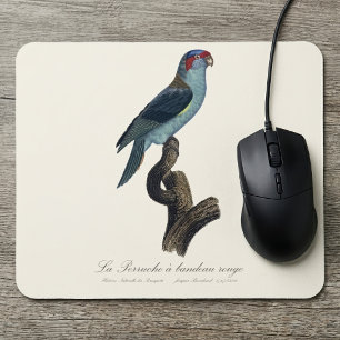 Musk Lorikeet, Trichoglossus Concinnus Mouse Pad