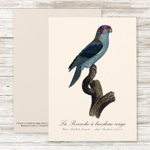 Musk Lorikeet, Trichoglossus Concinnus Thank You Card