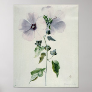 Musk Mallow, 18th century Poster