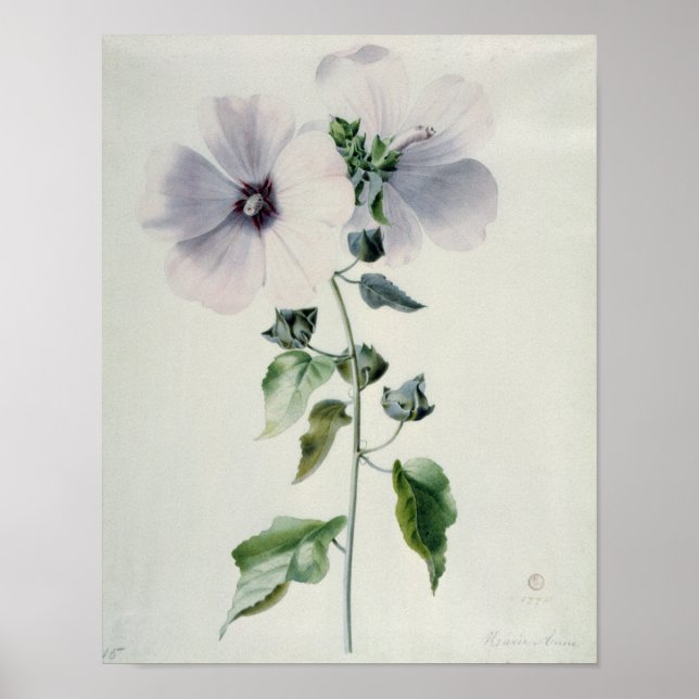 Musk Mallow, 18th century Poster (Front)