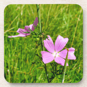 Musk-mallow Coaster