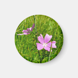 Musk-mallow Magnet