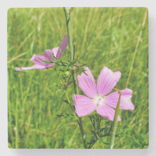Musk-mallow Stone Coaster