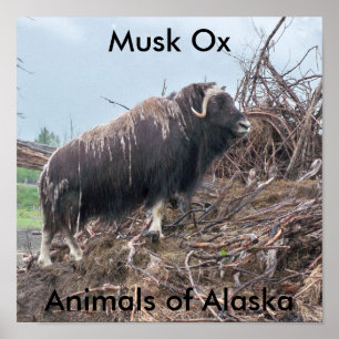 Musk ox-Animals of Alaska Poster
