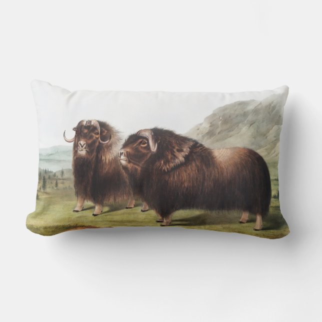 Musk Ox (Ovibos moschatus) Illustration Lumbar Cushion (Front)