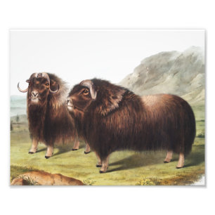 Musk Ox (Ovibos moschatus) Illustration Photo Print