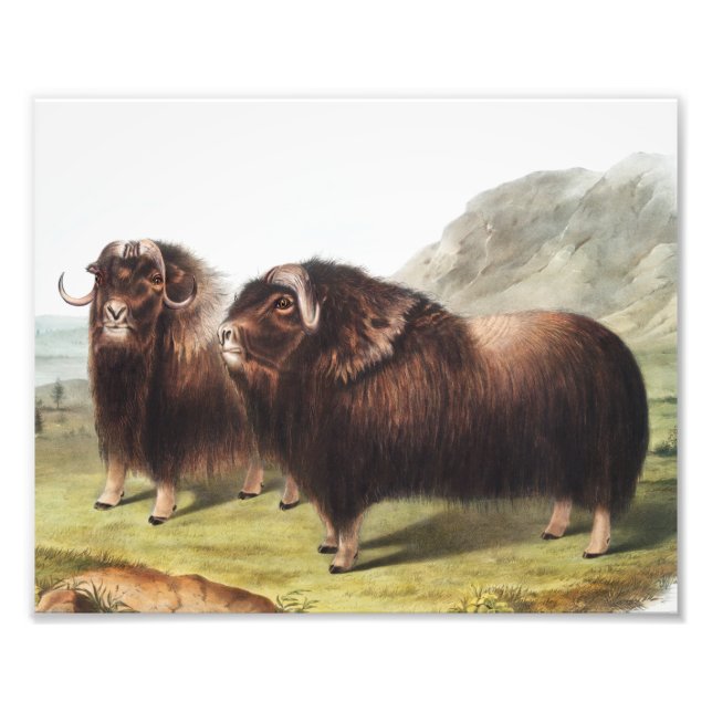 Musk Ox (Ovibos moschatus) Illustration Photo Print (Front)