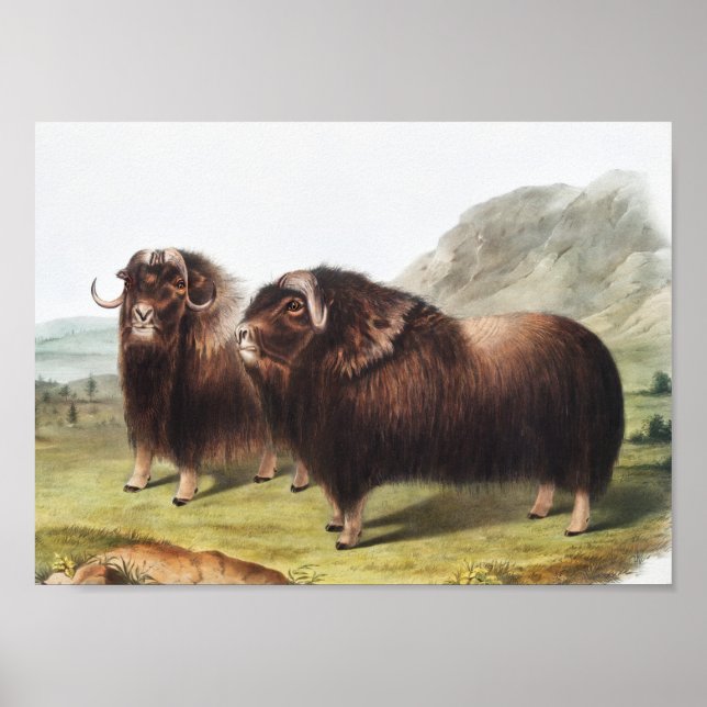Musk Ox (Ovibos moschatus) Illustration Poster (Front)