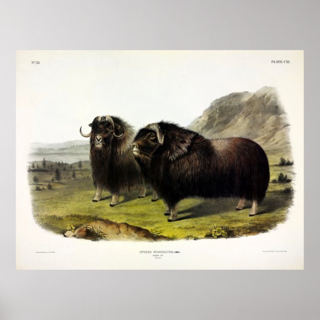 Musk Ox (Ovibos Moschatus) (Muskox) by Audubon Poster (Front)