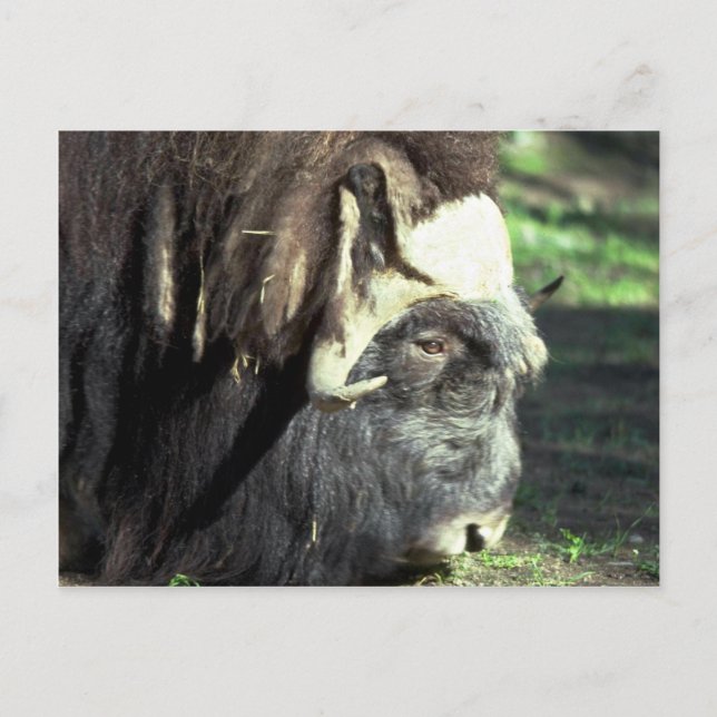 Musk Ox Postcard (Front)