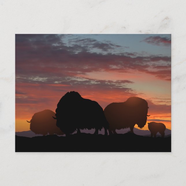 Musk Ox Postcard (Front)