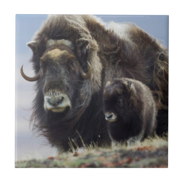 Musk Ox with Calf Ceramic Tile (Front)