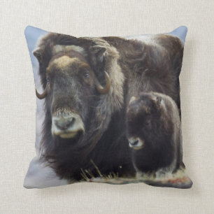 Musk Ox with Calf Cushion